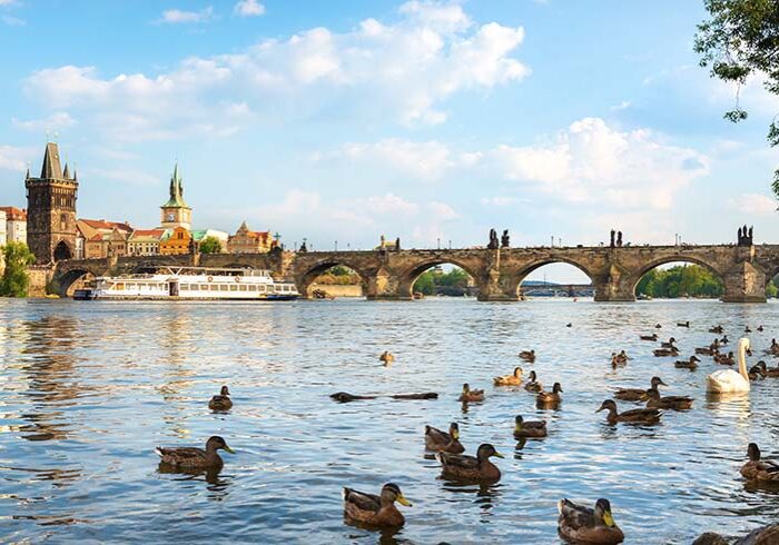 Swan and ducks on river Vltava near Charles bridge in Prague